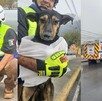 Perro rescatado en San Pedro. / Protección Civil de San Pedro Garza García