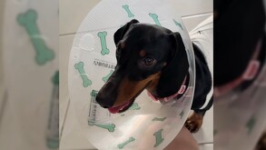 Veterinaria Love Hospital Animal aclara lo que pasó con la perrita Baileys tras esterilización