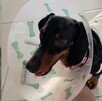 Veterinaria Love Hospital Animal aclara lo que pasó con la perrita Baileys tras esterilización