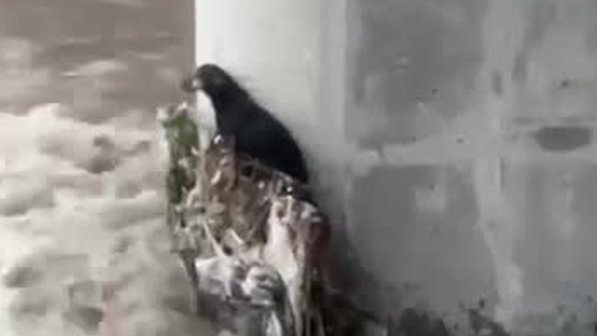 Rescatistas de PC de San Pedro realizaron un operativo de rescate del animal que estaba aferrado a su vida bajo la columna de un puente.