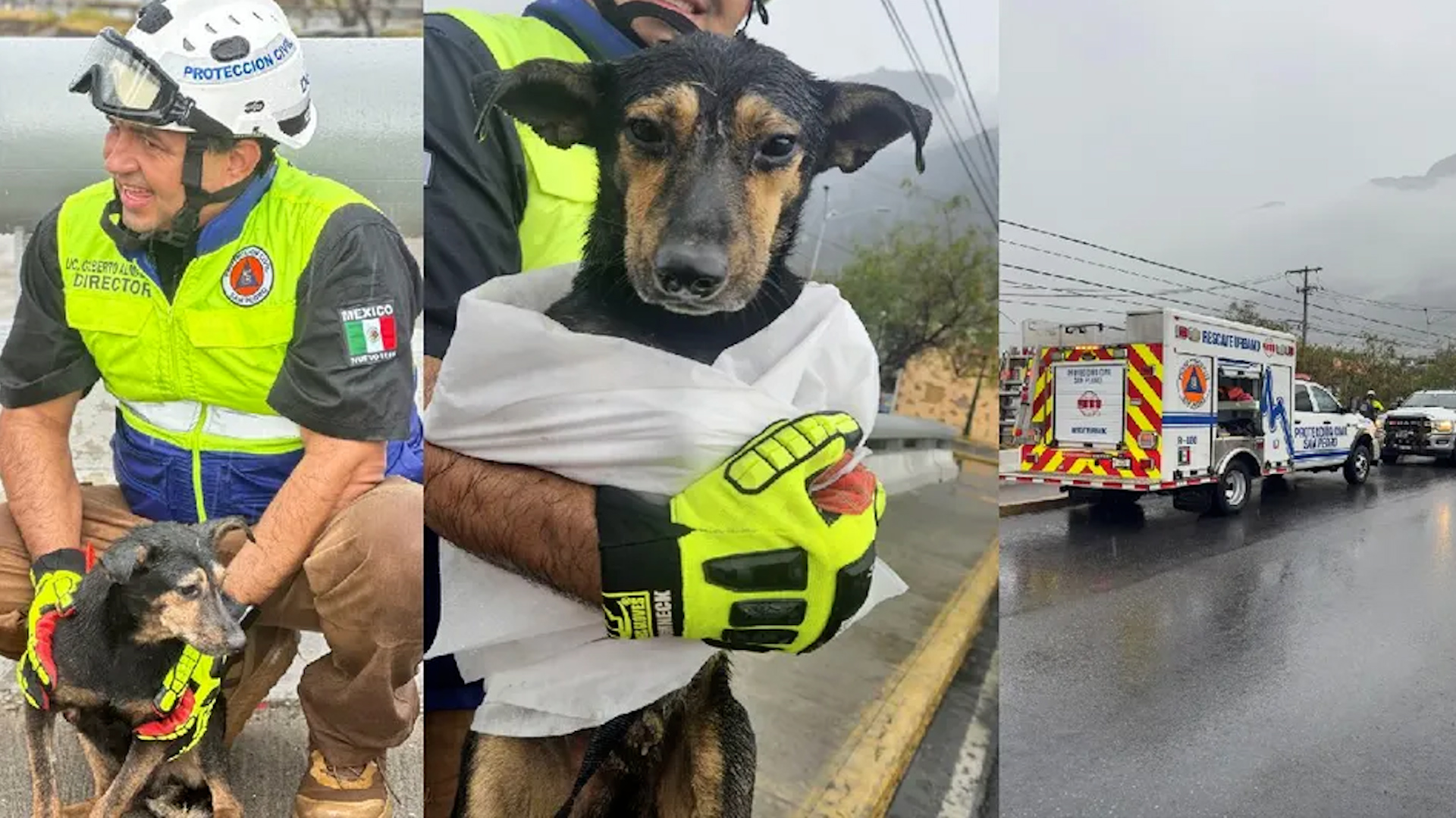 Rescatistas de Protección Civil del municipio salvaron de ahogarse al animalito, quien llevaba tiempo aferrado a la columna de un puente.