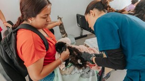 Descubre aquí dónde, cómo y bajo qué requisitos puedes esterilizar gratis a tu mascota en Guadalajara y conoce los beneficios de este procedimiento.