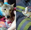 Un coyote atrapado en Tlajomulco y un camaleón en Guadalajara fueron rescatados en operativos que recuerdan la importancia de proteger la fauna.