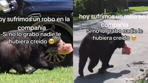 En Querétaro, un oso fue captado metiendo la cabeza a una camioneta y sacando la comida de un hombre como si nada, el hecho se volvió viral.