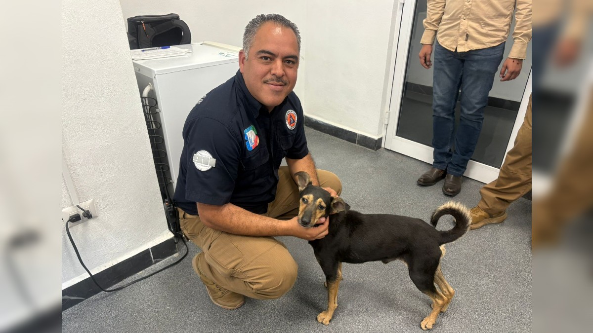 Rescatistas relatan cómo salvaron al perrito atrapado en arroyo en San Pedro