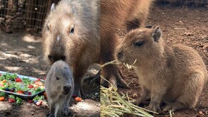 En Bioparque Estrella podrás visitar al capibara bebé