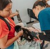 Descubre aquí dónde, cómo y bajo qué requisitos puedes esterilizar gratis a tu mascota en Guadalajara y conoce los beneficios de este procedimiento. Descubre aquí dónde, cómo y bajo qué requisitos puedes esterilizar gratis a tu mascota en Guadalajara y conoce los beneficios de este procedimiento.