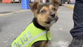 El lomito fue rescatado en el Centro Histórico capitalino luego de se víctima de maltrato por unos niños.