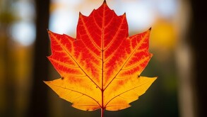 Otoño 2025