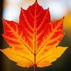 Otoño 2025