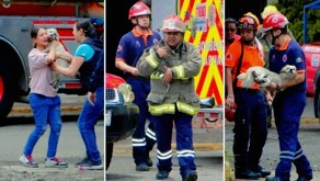 Un incendio en la colonia Moderna de Irapuato movilizó a Bomberos y cuerpos de emergencia, quienes evacuaron a 28 personas y rescataron a tres mascotas.