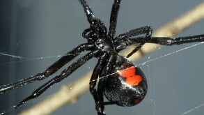 Al mirar su ropa, la mujer alcanzó a ver cómo caía una araña negra con el característico símbolo en forma de reloj de arena en el abdomen.