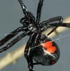 Al mirar su ropa, la mujer alcanzó a ver cómo caía una araña negra con el característico símbolo en forma de reloj de arena en el abdomen.