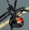 Al mirar su ropa, la mujer alcanzó a ver cómo caía una araña negra con el característico símbolo en forma de reloj de arena en el abdomen.