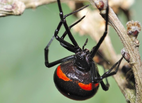 En México, dos especies de arañas son consideradas de importancia médica En México, dos especies de arañas son consideradas de importancia médica