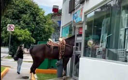 El video, captado en la colonia San Carlos, ha generado una ola de comentarios en redes sociales. Descubre todos los detalles de esta insólita escena.