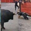 un toro en una calle con varias personas un toro en una calle con varias personas