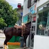 El video, captado en la colonia San Carlos, ha generado una ola de comentarios en redes sociales. Descubre todos los detalles de esta insólita escena. El video, captado en la colonia San Carlos, ha generado una ola de comentarios en redes sociales. Descubre todos los detalles de esta insólita escena.