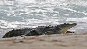 Joven vive momento de terror en playa de Puerto Vallarta al lograr esquivar el ataque de un cocodrilo; autoridades alertan sobre la presencia de estos reptiles.