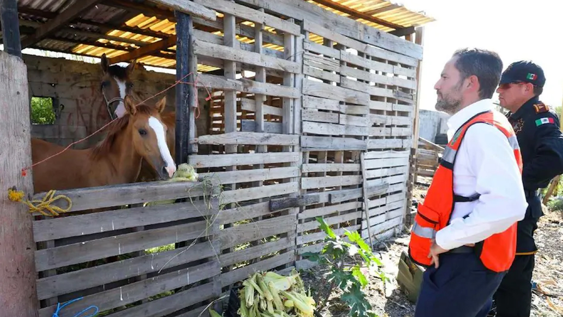 La Secretaría de Medio Ambiente de Nuevo León aseguró 10 caballos, dos potrillos, un burro y un perro en la comunidad de El Ranchito, en Guadalupe, Nuevo León.