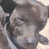 Ahora piden apoyo para cubrir los gastos veterinarios debido a que requerirá atención especializada debido a la profundidad de sus heridas. Ahora piden apoyo para cubrir los gastos veterinarios debido a que requerirá atención especializada debido a la profundidad de sus heridas.