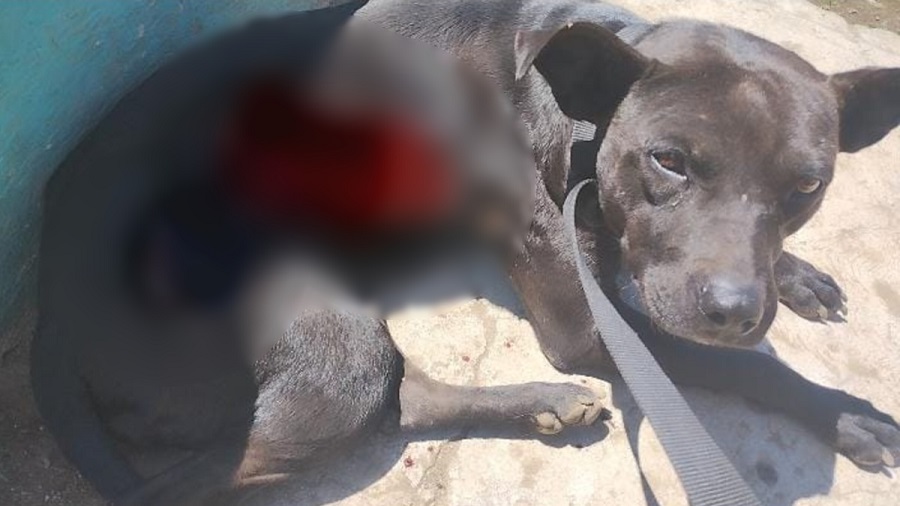 Ahora piden apoyo para cubrir los gastos veterinarios debido a que requerirá atención especializada debido a la profundidad de sus heridas. Ahora piden apoyo para cubrir los gastos veterinarios debido a que requerirá atención especializada debido a la profundidad de sus heridas.