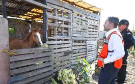 La Secretaría de Medio Ambiente de Nuevo León decomisó caballos y un burro a carretoneros en Guadalupe tras denuncias.
