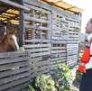 La Secretaría de Medio Ambiente de Nuevo León decomisó caballos y un burro a carretoneros en Guadalupe tras denuncias. La Secretaría de Medio Ambiente de Nuevo León decomisó caballos y un burro a carretoneros en Guadalupe tras denuncias.