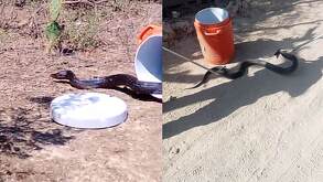 Víbora capturada en una casa en Escobedo, Nuevo León
