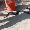 Víbora capturada en una casa en Escobedo, Nuevo León