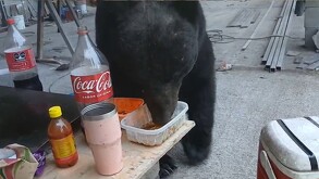 El peculiar encuentro, captado en video, llevó a que los regiomontanos bautizaran al oso con el apodo de “El Chuletas