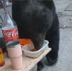 El peculiar encuentro, captado en video, llevó a que los regiomontanos bautizaran al oso con el apodo de “El Chuletas