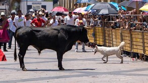Un lamentable hecho se registró este sábado durante el segundo Encierro Sanmarqueño en Aguascalientes, cuando un toro embistió a un perro quien más tarde murió.