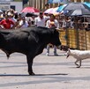 Un lamentable hecho se registró este sábado durante el segundo Encierro Sanmarqueño en Aguascalientes, cuando un toro embistió a un perro quien más tarde murió. Un lamentable hecho se registró este sábado durante el segundo Encierro Sanmarqueño en Aguascalientes, cuando un toro embistió a un perro quien más tarde murió.