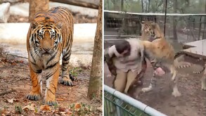 Un tigre de bengala atacó a una cuidadora en Mazamitla; el video se volvió viral y abrió debate sobre seguridad en parques ecoturísticos.