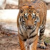 Un tigre de bengala atacó a una cuidadora en Mazamitla; el video se volvió viral y abrió debate sobre seguridad en parques ecoturísticos. Un tigre de bengala atacó a una cuidadora en Mazamitla; el video se volvió viral y abrió debate sobre seguridad en parques ecoturísticos.