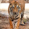 Un tigre de bengala atacó a una cuidadora en Mazamitla; el video se volvió viral y abrió debate sobre seguridad en parques ecoturísticos. Un tigre de bengala atacó a una cuidadora en Mazamitla; el video se volvió viral y abrió debate sobre seguridad en parques ecoturísticos.