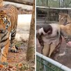 Un tigre de bengala atacó a una cuidadora en Mazamitla; el video se volvió viral y abrió debate sobre seguridad en parques ecoturísticos. Un tigre de bengala atacó a una cuidadora en Mazamitla; el video se volvió viral y abrió debate sobre seguridad en parques ecoturísticos.