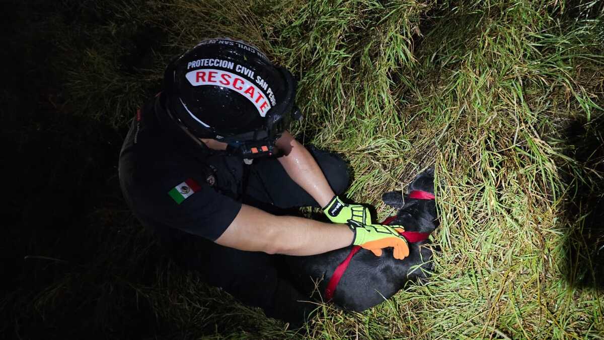 Dos perritos se salvaron de morir ahogados en el arroyo El Obispo en San Pedro Garza García, Nuevo León durante las fuertes lluvias.