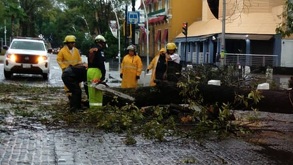 El árbol colapsó sobre Avenida Juárez y fue necesaria la intervención de Protección Civil municipal para el retiro de escombro al ser una zona transitada.