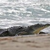 Joven vive momento de terror en playa de Puerto Vallarta al lograr esquivar el ataque de un cocodrilo; autoridades alertan sobre la presencia de estos reptiles. Joven vive momento de terror en playa de Puerto Vallarta al lograr esquivar el ataque de un cocodrilo; autoridades alertan sobre la presencia de estos reptiles.