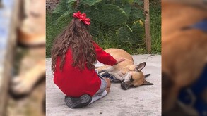 Perrito atacado Tonalá