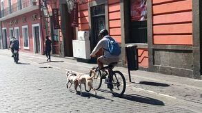 Vive la experiencia de la Rodada Patrimonial en Puebla. Un recorrido en bicicleta de 1.6 km con audios QR que narran la historia de edificios emblemáticos.
