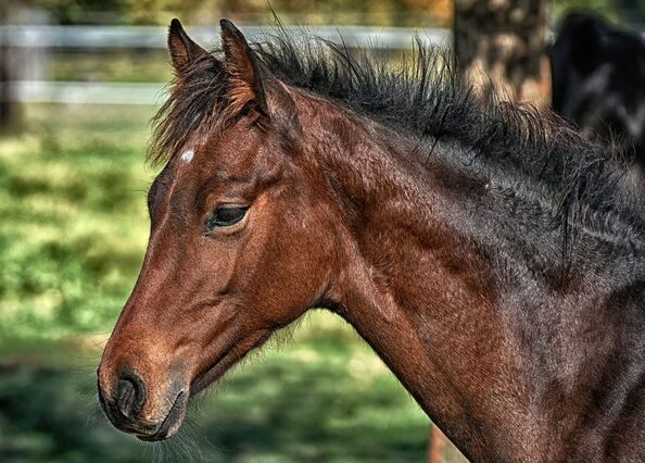Caballo virus