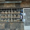 Agentes de la Policía Investigadora de Delitos están a punto de capturar a Dante José, presunto responsable del asesinato de menor de 14 años en panadería. Agentes de la Policía Investigadora de Delitos están a punto de capturar a Dante José, presunto responsable del asesinato de menor de 14 años en panadería.