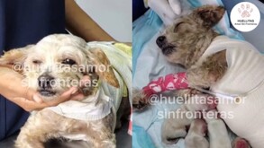 Cereza tuvo que ser atendida de emergencia por un veterinario debido a las quemaduras que presentaba en su cuerpo tras explosión