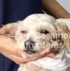 Cereza tuvo que ser atendida de emergencia por un veterinario debido a las quemaduras que presentaba en su cuerpo tras explosión