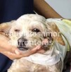 Cereza tuvo que ser atendida de emergencia por un veterinario debido a las quemaduras que presentaba en su cuerpo tras explosión Cereza tuvo que ser atendida de emergencia por un veterinario debido a las quemaduras que presentaba en su cuerpo tras explosión