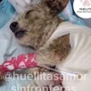 Cereza tuvo que ser atendida de emergencia por un veterinario debido a las quemaduras que presentaba en su cuerpo tras explosión