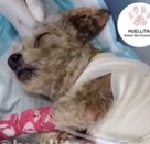 Cereza tuvo que ser atendida de emergencia por un veterinario debido a las quemaduras que presentaba en su cuerpo tras explosión